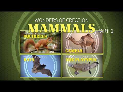 Featured image for “4. Mammals (Part 2) | Wonders of Creation Classroom Series”