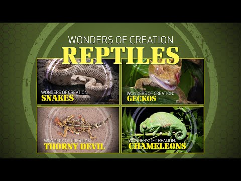 Featured image for “5. Reptiles | Wonders of Creation Classroom Series”