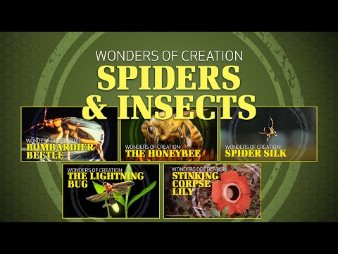 Featured image for “7. Insects and Spiders | Wonders of Creation Classroom Series”